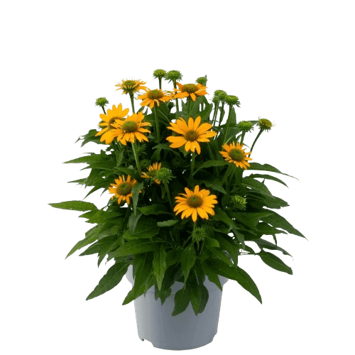 Echinacea