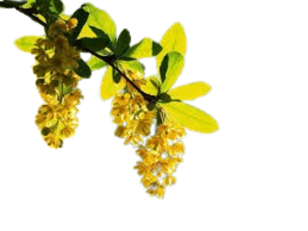 Berberine