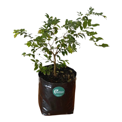 Jaboticaba